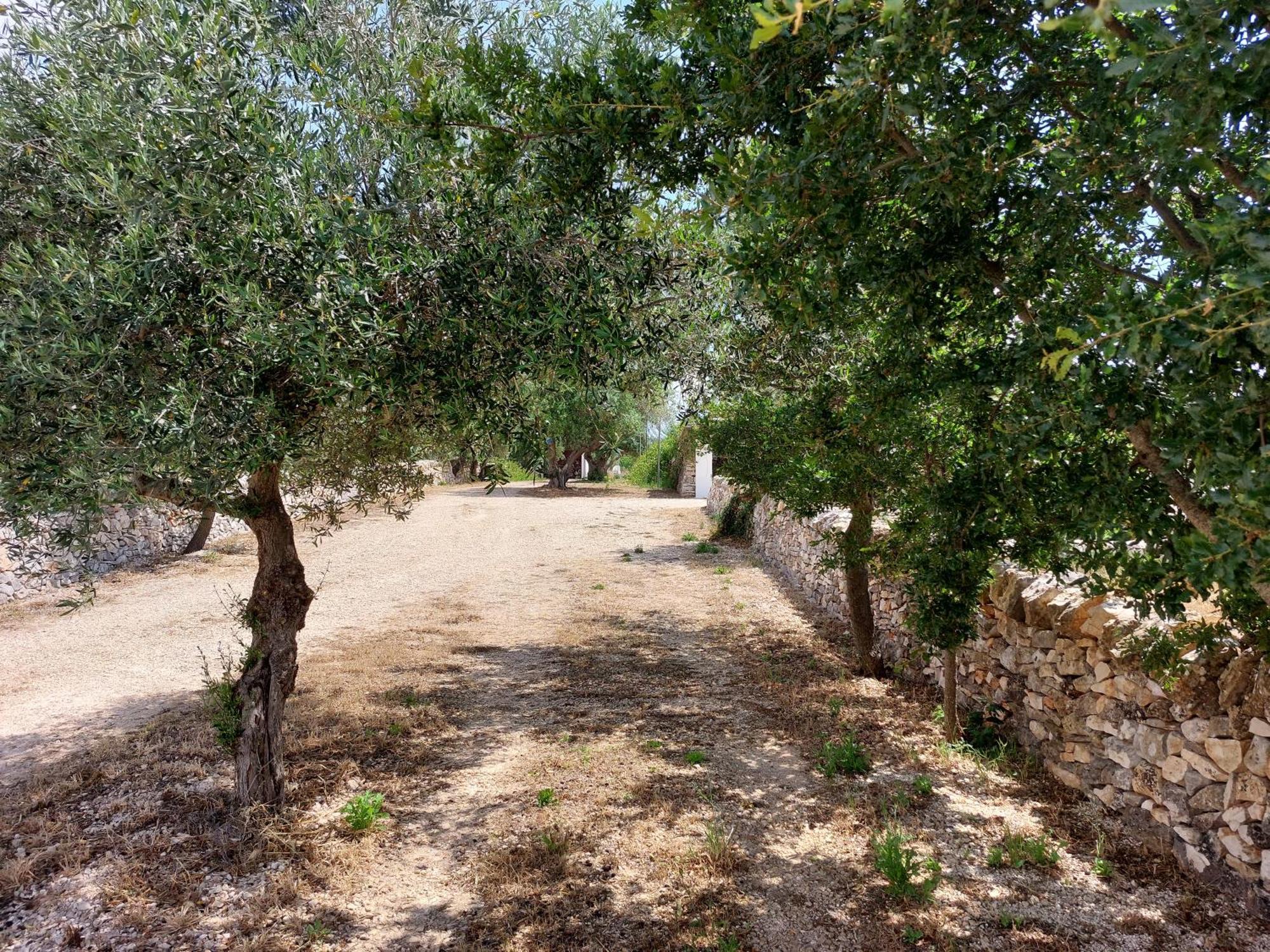 Trulli Don Diego Bed & Breakfast Noci Exterior photo