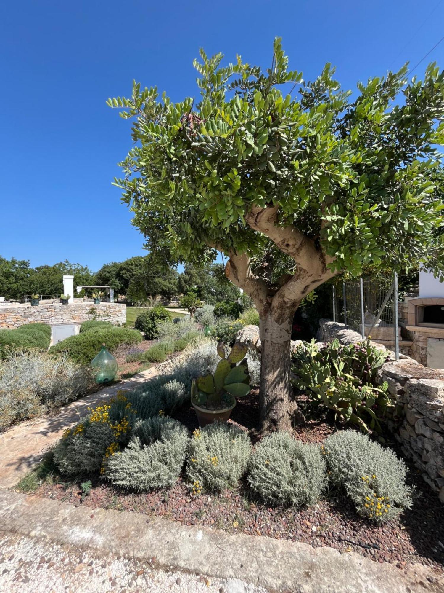 Trulli Don Diego Bed & Breakfast Noci Exterior photo